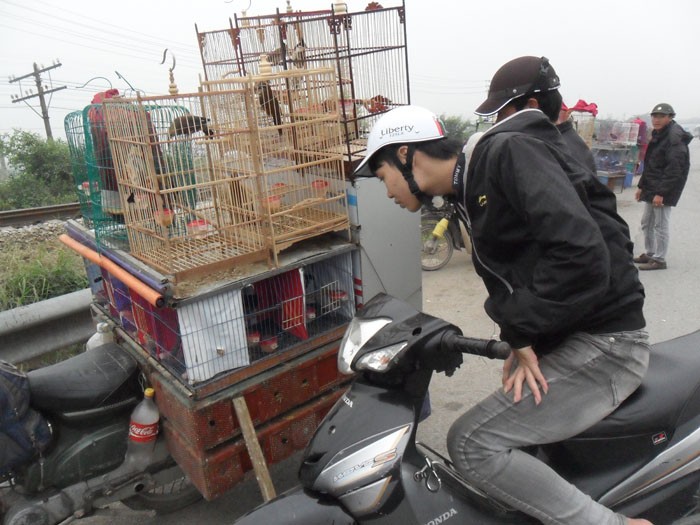 Theo phản ánh của nhiều người dân đến báo điện tử Giáo dục Việt Nam, việc khách hàng dừng chân, tập trung xem và mua bán chim gây ảnh hưởng lớn đến an toàn giao thông tại đoạn đường nàyy. Nhất là vào giờ cao điểm, người bán, người mua tràn cả ra lòng đường.